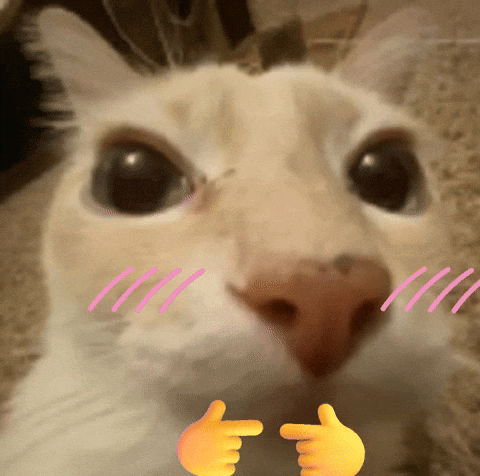 Shy blushing cat
